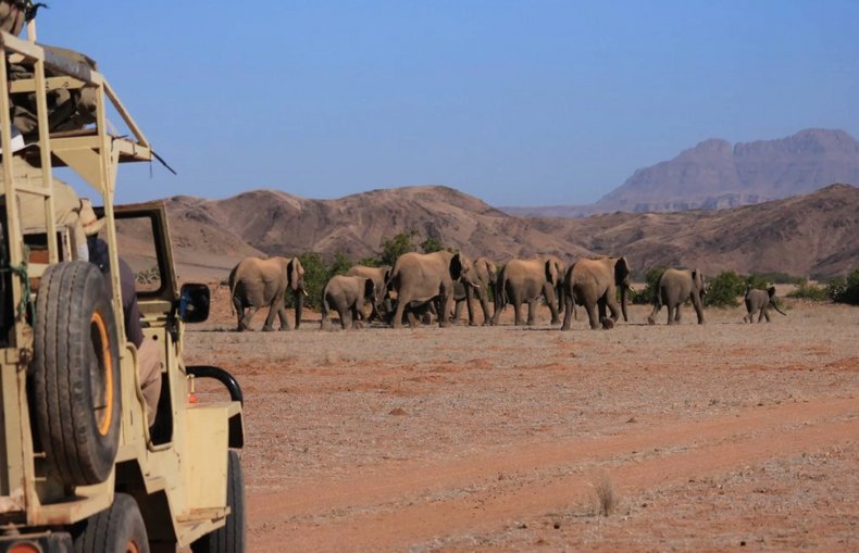 Unterwegs mit den Wüstenelefanten - 14 Tage